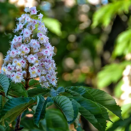 吉阿迪尼玛格丽塔公园住宿加早餐旅馆 住宿加早餐酒店