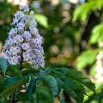 Al Parco Giardini Margherita Bed & Breakfast