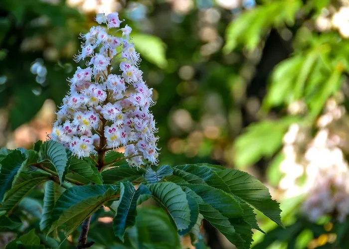 Al Parco Giardini Margherita Couette-café